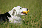 Australian Shepherd Portrait