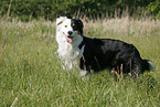 Australian Shepherd