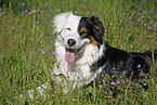 Australian Shepherd