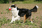 rennender Australian Shepherd