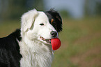 Australian Shepherd Portrait