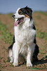 sitzender Australian Shepherd