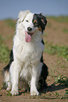 sitzender Australian Shepherd