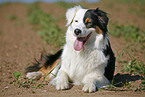 Australian Shepherd