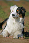 Australian Shepherd