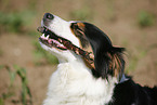 Australian Shepherd Portrait