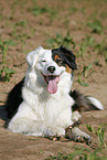 Australian Shepherd