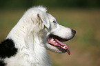 Australian Shepherd Portrait