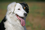 Australian Shepherd Portrait