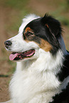 Australian Shepherd Portrait