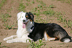 Australian Shepherd