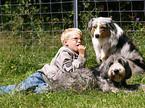 Junge mit Hunden
