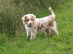 Australian Shepherd Welpe