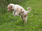 Australian Shepherd Welpe