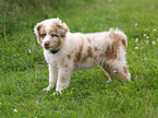 Australian Shepherd Welpe