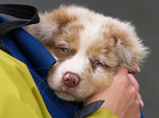 Australian Shepherd Welpe