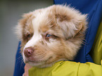 Australian Shepherd Welpe