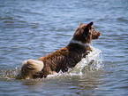 Australian Shepherd