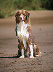 Australian Shepherd