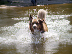 Australian Shepherd