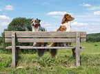 Australian Shepherd