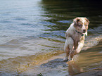 Australian Shepherd Welpe