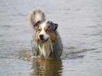 Australian Shepherd