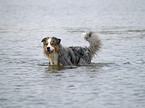 Australian Shepherd