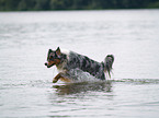 Australian Shepherd