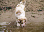 Australian Shepherd Welpe