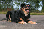 Australian Shepherd