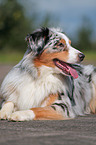 Australian Shepherd