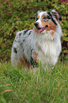 Australian Shepherd