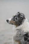 Australian Shepherd Portrait