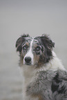 Australian Shepherd Portrait