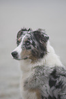 Australian Shepherd Portrait