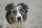 Australian Shepherd Portrait