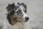 Australian Shepherd Portrait