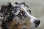 Australian Shepherd Portrait