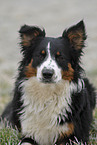 Australian Shepherd Portrait