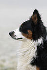 Australian Shepherd Portrait