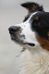 Australian Shepherd Portrait