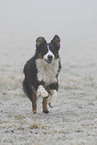 rennender Australian Shepherd