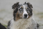 Australian Shepherd Portrait