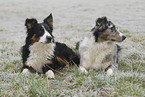 Australian Shepherds