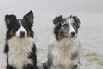 Australian Shepherd Portrait