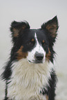 Australian Shepherd Portrait