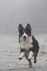 rennender Australian Shepherd