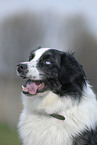 Australian Shepherd Portrait