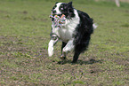 Australian Shepherd